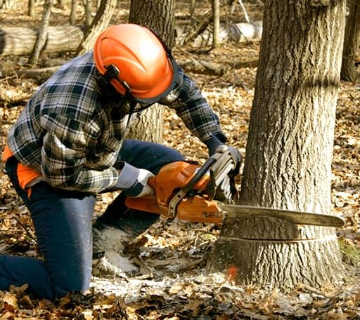 Tree Removal in Violet, LA